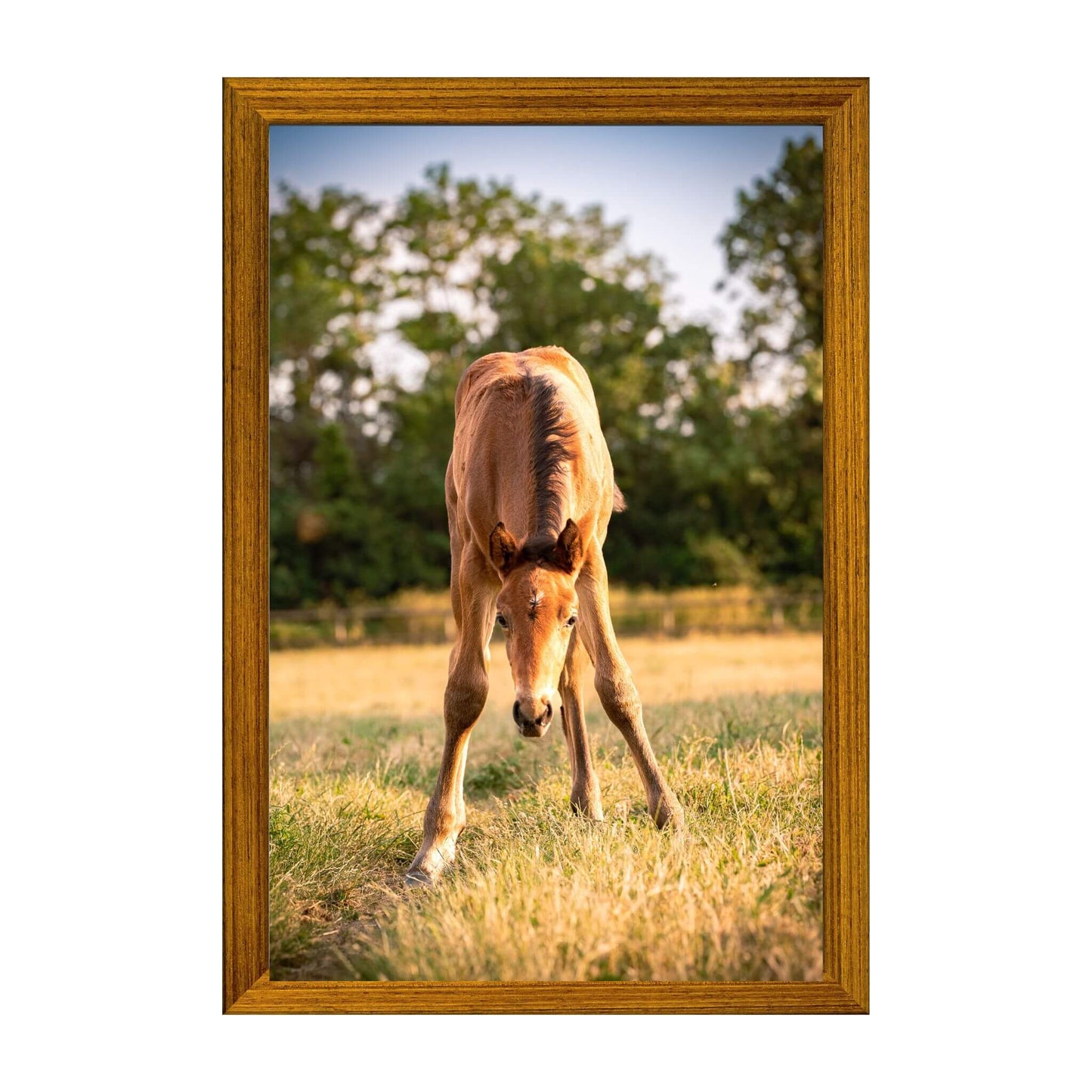 cadre-photo-art-poulain