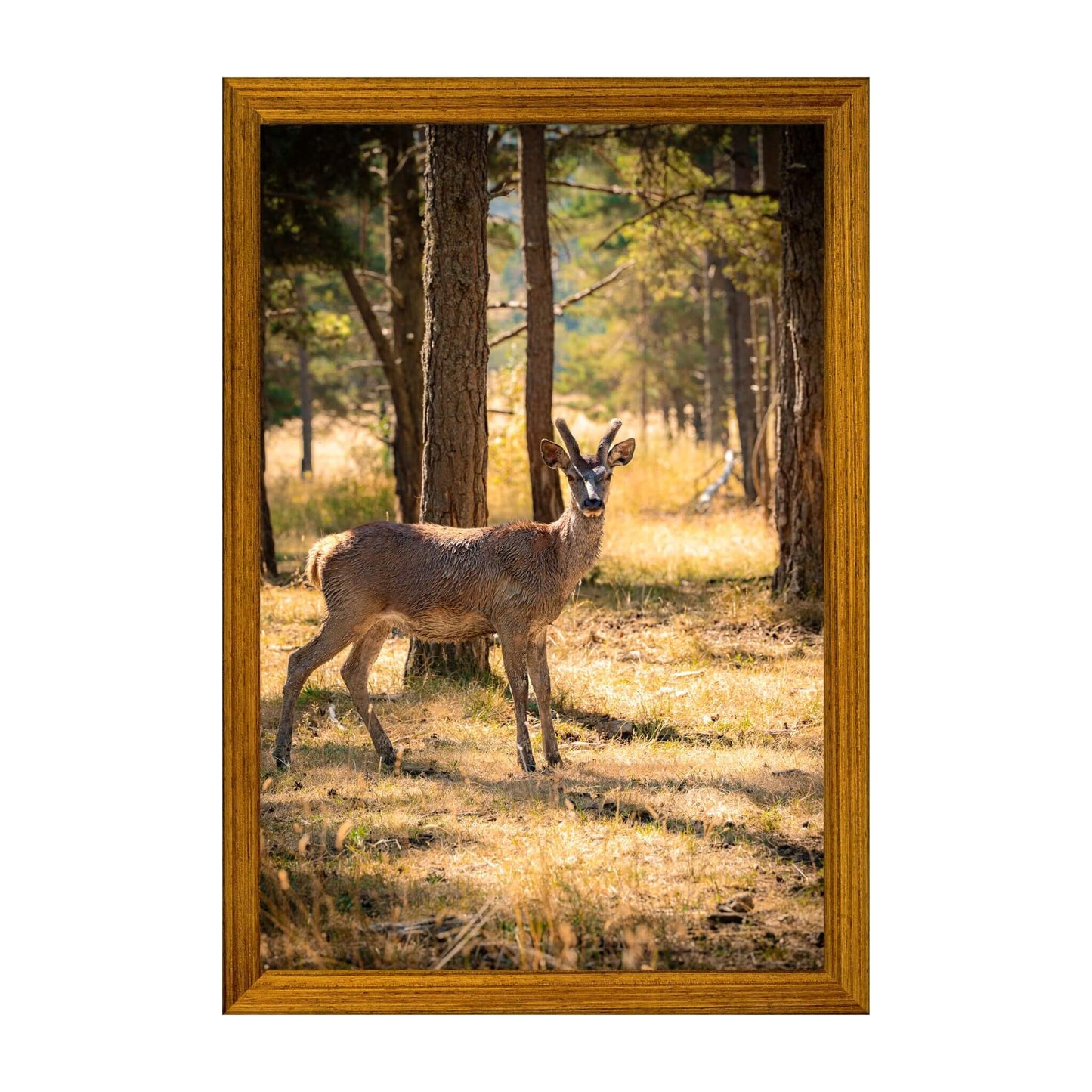 cadre-photographie-biche-sauvage