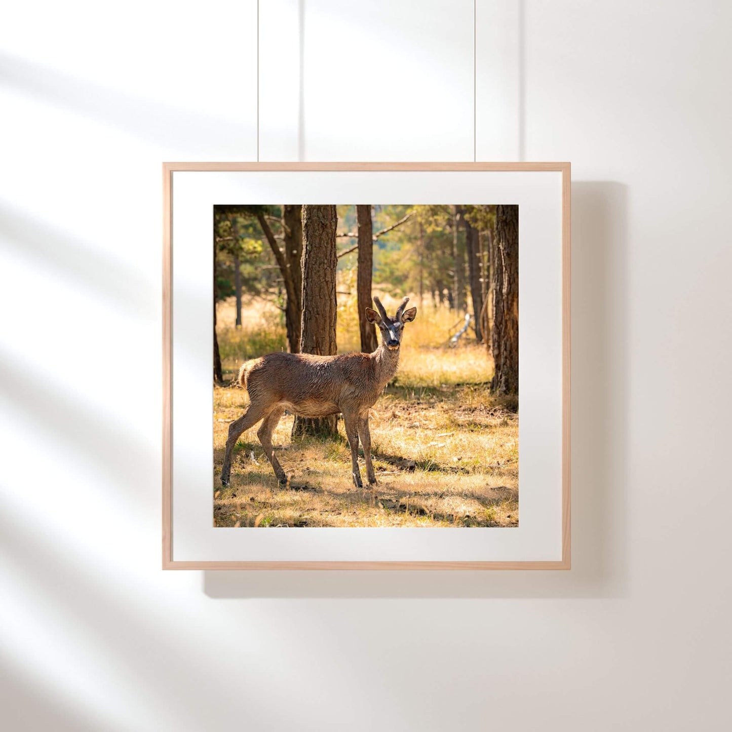expo-photo-format-carre-biche