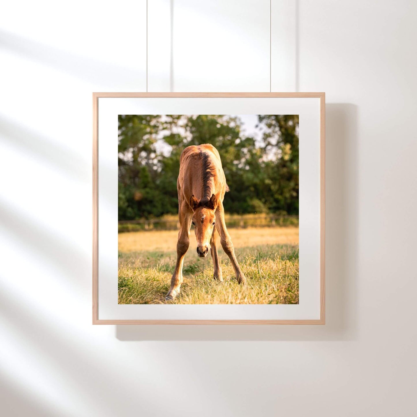 exposition-photo-cadre-care-poulain