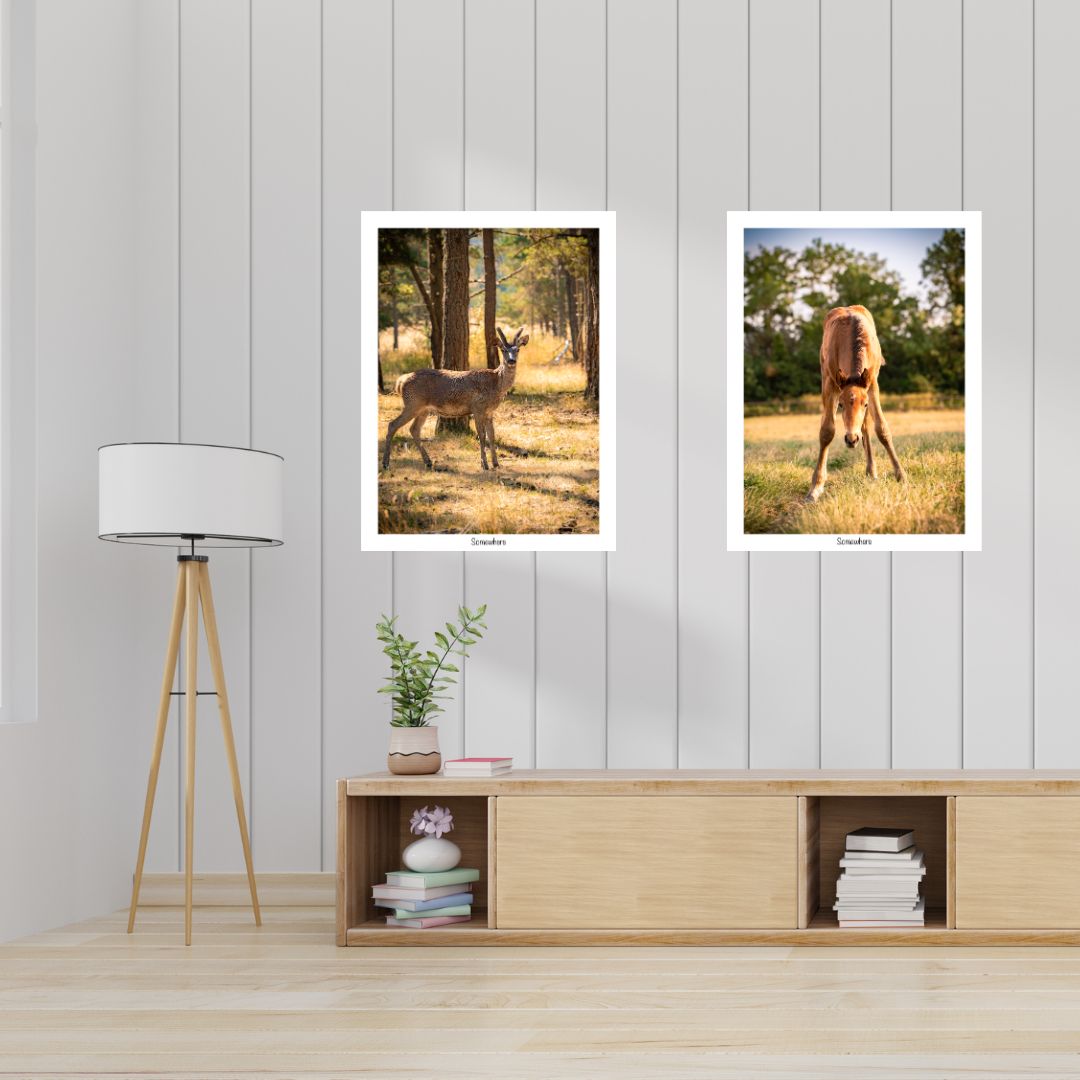idee-deco-photographies-animaux
