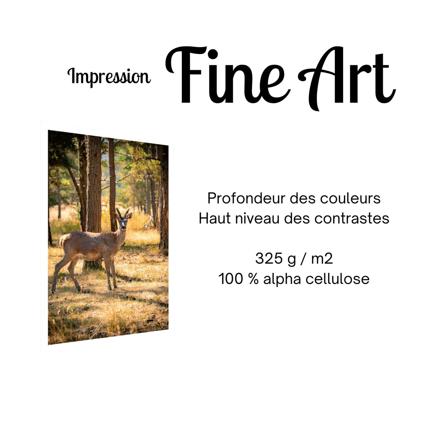 impression-fine-art-biche
