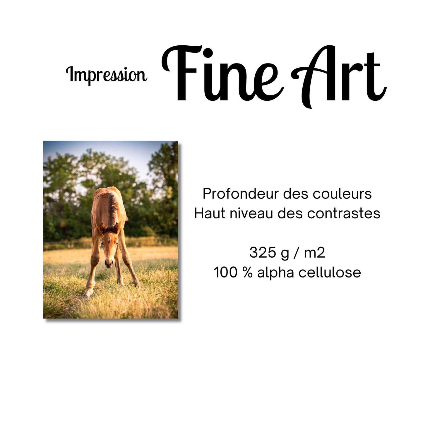 impression-fine-art-photo-poulain