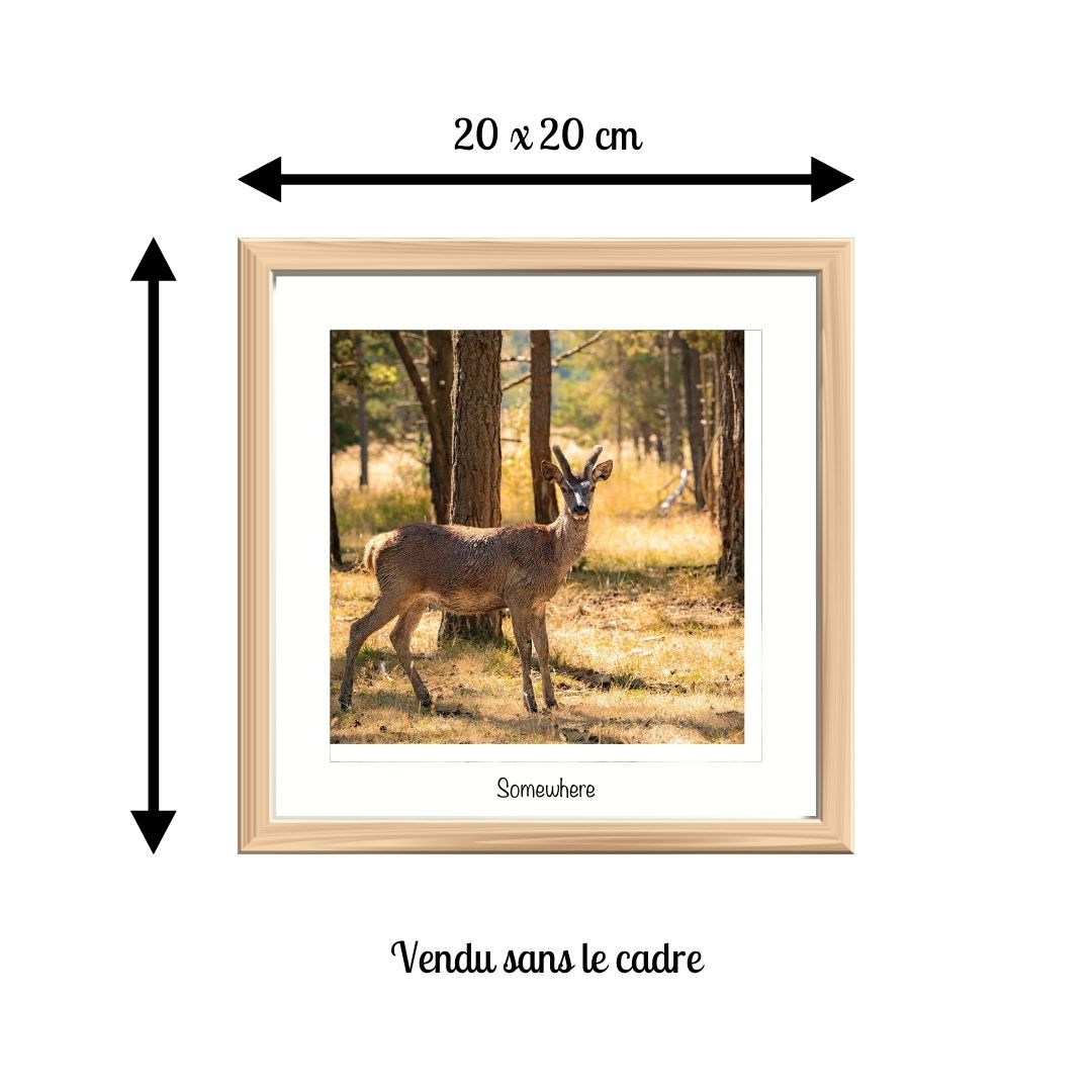 petit-format-cadre-carre-biche