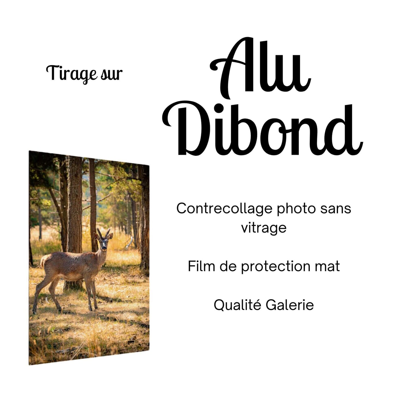 tirage-photo-alu-dibond-contrecollage