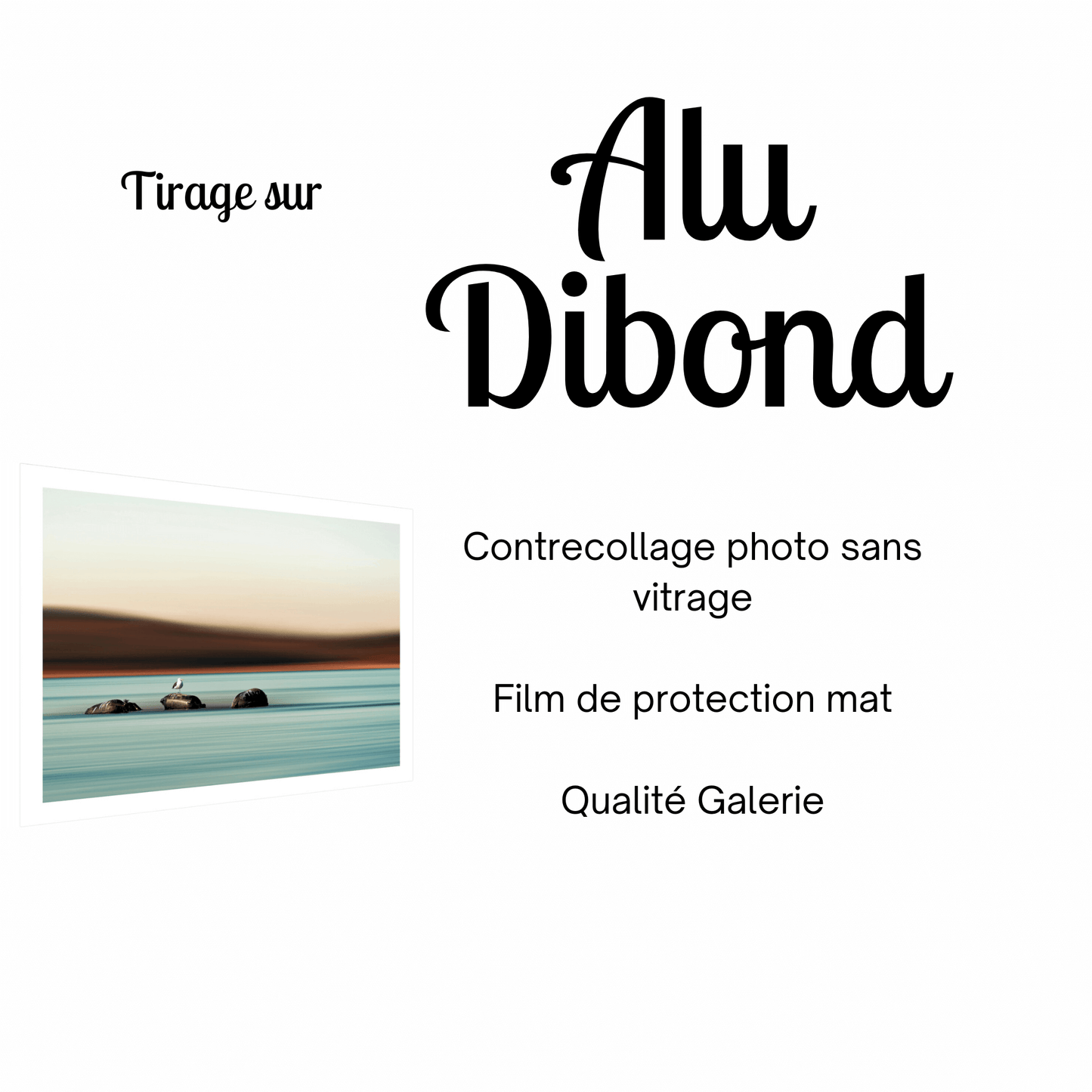 tirage-photo-alu-dibond-mouette