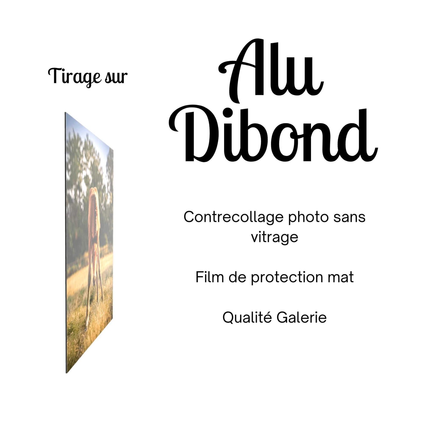 tirage-photo-alu-dibond-poulain