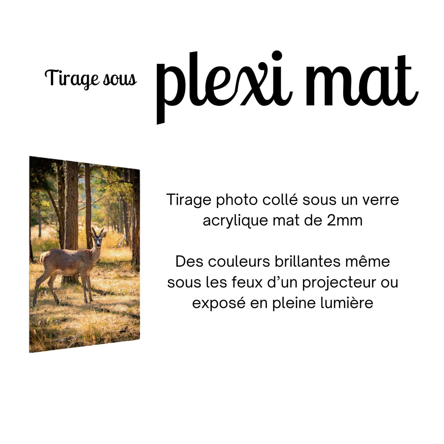 tirage-photo-plexi-biche