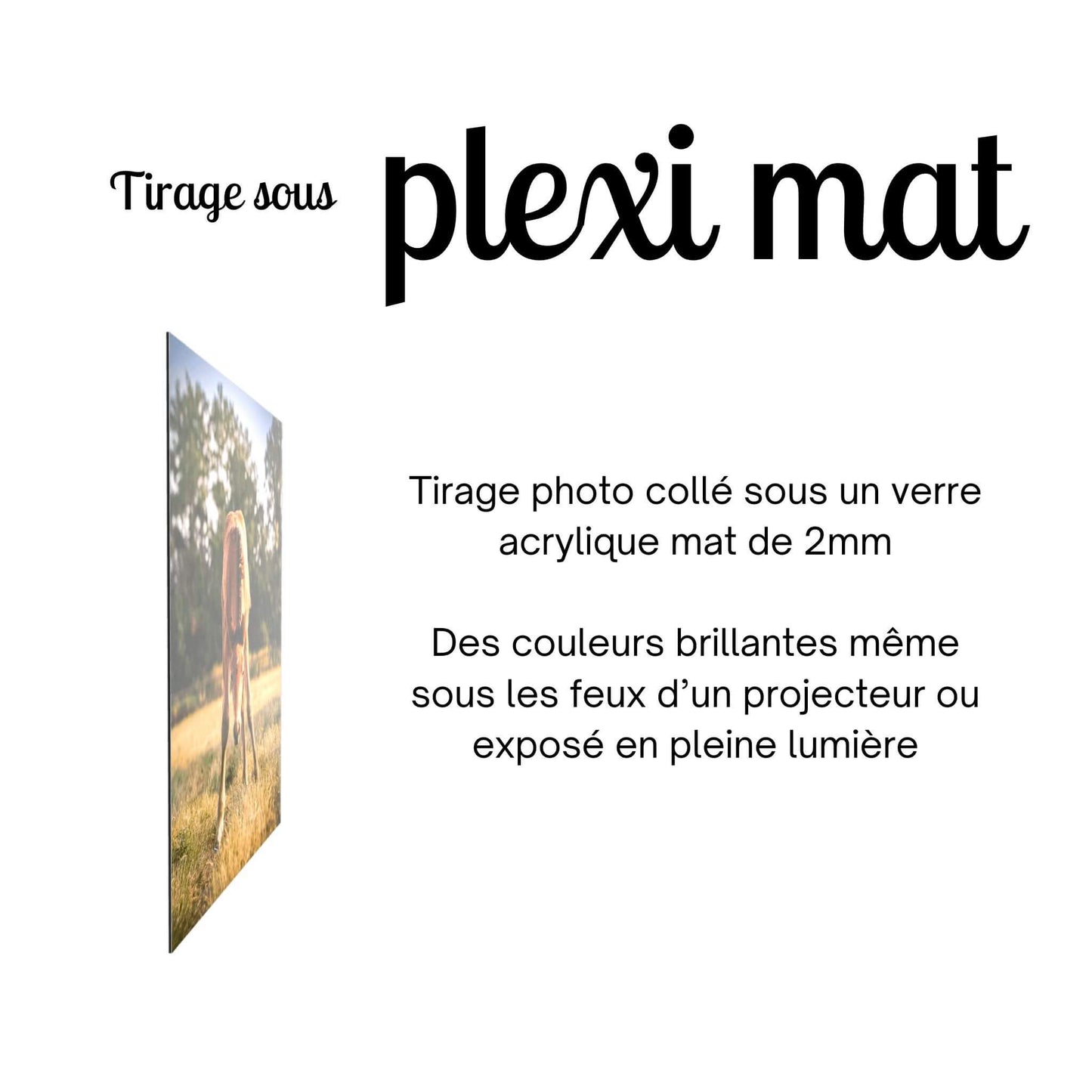 tirage-photo-plexi-poulain