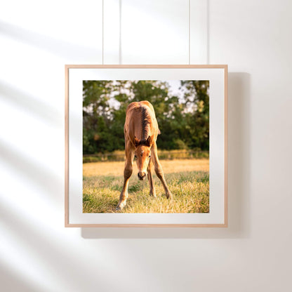 exposition-photo-cadre-care-poulain