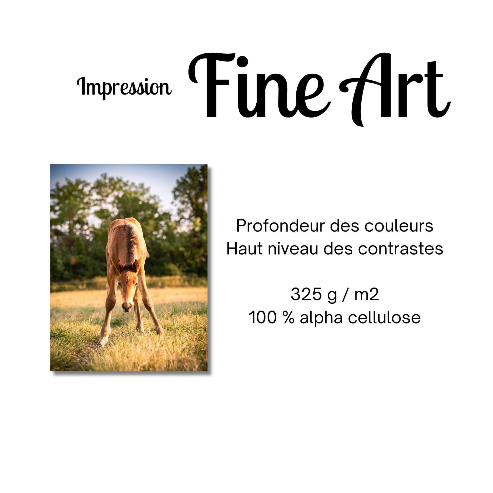 impression-fine-art-photo-poulain