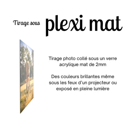 tirage-photo-plexi-poulain